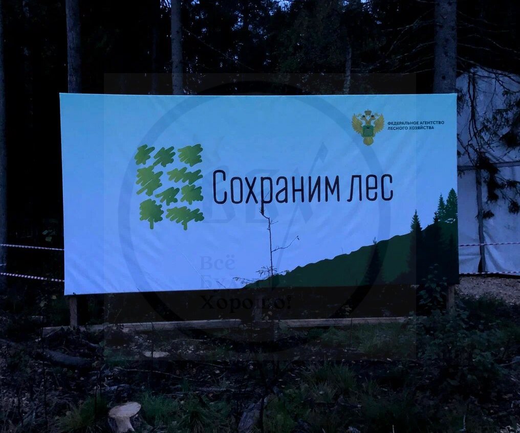 Экологический тимбилдинг: создайте свой лес вместе с ВБХ
